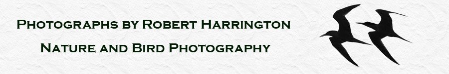 Photographs by Robert Harrington - Nature and Bird Photography