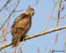 Red-tailed Hawk_0038b