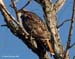 Red-tailed Hawk_0388b