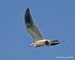 White-tailed Kite_0554b