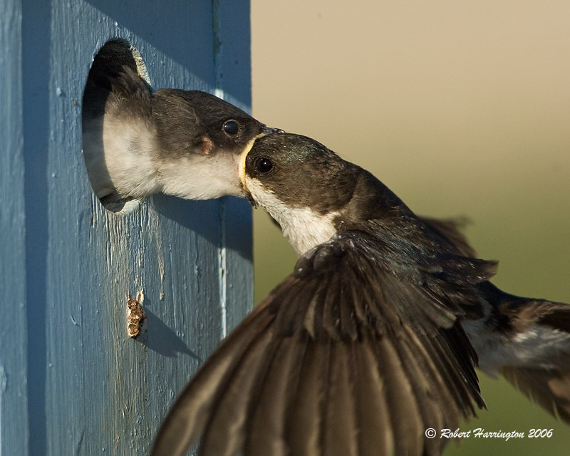 Tree Swallow feeding young