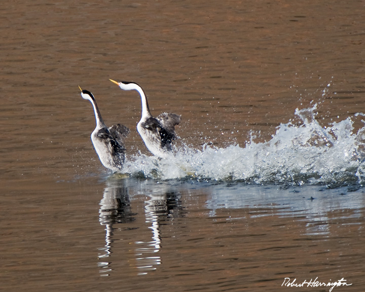 Clark's Grebes in mating dance