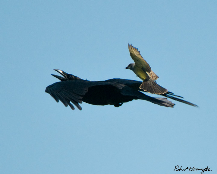 Raven under attack by Kingbird