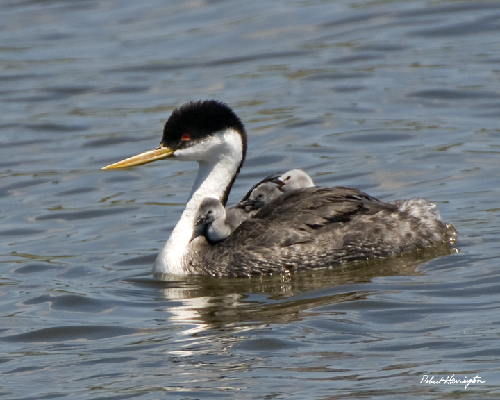 Western Grebe with chicks