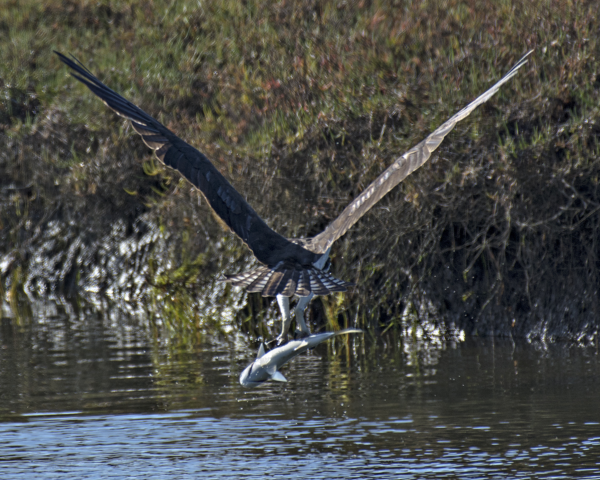 Osprey with mullet